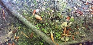 Mannia triandra na TMP1