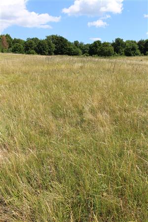 Záber na monitorovaný biotop. 
