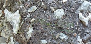 Manntia triandra na TMP13