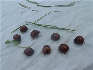 Bolbelasmus unicornis