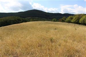 Záber na monitorovaný biotop. 