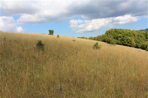 Záber na monitorovaný biotop. 