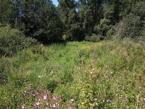 Celkový pohľad. Porast Epilobium hirsutum v mieste výkopov zeminy s výskytom ruderálnych druhov.