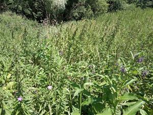 Lokálne prevláda porast Urtica dioica.