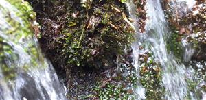 Ochyrea tatrensis na TMP3