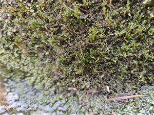 Ochyraea tatrensis na TMP8