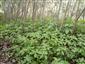 Impatiens parviflora v poraste Salix elaeagnos