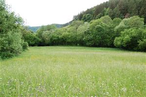 pohľad na lokalitu - kosená časť