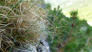 Carex rupestris na lokalite