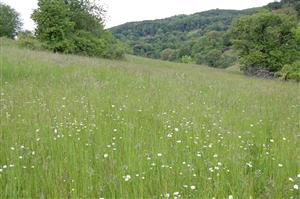 detailnejší pohľad do porastu