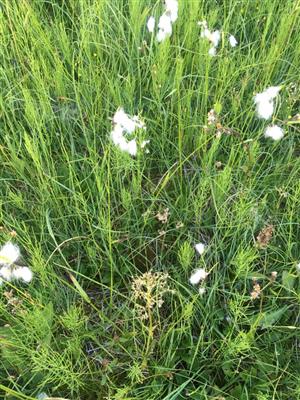 detail vegetacie vo vyssie polozenej casti slatiny