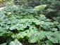 Laserpitium archangelica v poraste Petasites kablikianus