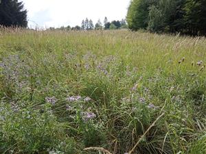 Podmáčané plochy indikuje najmä Mentha longifolia