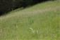 Suchomilné travinnobylinné a krovinové porasty na vápnitom podloží (*dôležité stanovištia Orchideaceae) (1.6.2022)