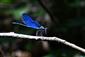 Calopteryx virgo hadovka obyčajná samec