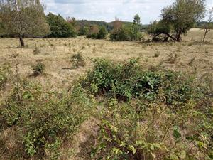 Na intenzívnom pasienku sa šíria náletové dreviny, najmä hloh, ruža, trnka a tiež napr. Rubus