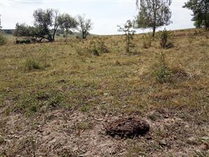 Vplyv intenzívnej pastvy -eutrofizácia