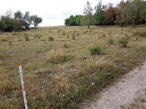 Celkový pohľad - sukcesia náletových drevín zavedením pastvy HD