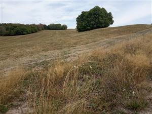 Nekosená okrajová časť porastu