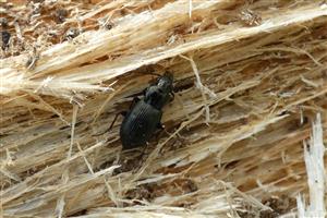 Pterostychus sp.