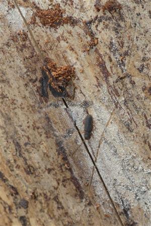 Uleiota planatus