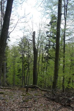 biotop jedľovo - bukový les