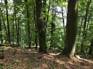 biotop jedľovo - bukový les