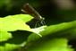 Calopteryx virgo hadovka obyčajná  samica