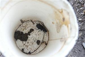 Pterostichus melanarius
