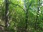 Teplomilné panónske dubové lesy (26.7.2022)