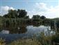 Pohľad na TML Boheľovské rybníky, južný močiarok, biotop B.bombina, foto: 15,8.2022.  Foto: J.Lengyel.