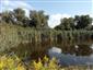 Pohľad na TML Boheľovské rybníky, južný močiarok, biotop B.bombina, foto: 15,8.2022.  Foto: J.Lengyel.