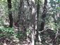 Teplomilné panónske dubové lesy (27.7.2022)