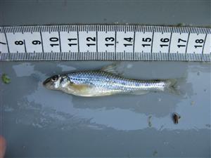 Gobio albipinnatus