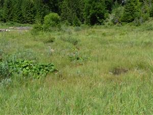 pohľad na lokalitu z JV