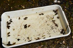 Larvy Onychogomphus forcipatus, lovené zo štrkovitého substrátu.