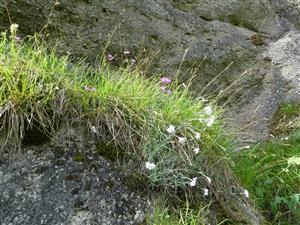 Dianthus nitidus na skalných terasách (ružové kvety) 