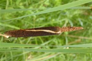 Typha shutleworthii