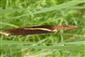 Typha shutleworthii