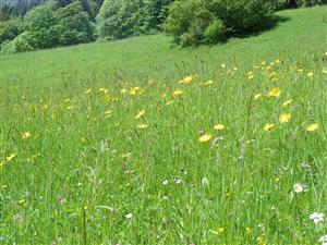 Detail lúčneho porastu na TML