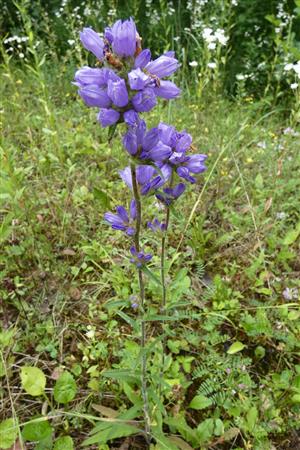 miznuci druh Campanula cervicaria