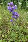 miznuci druh Campanula cervicaria