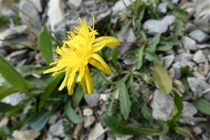 Leontodon hispidus