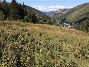 Hore na svahu (v strednej časti plochy) dominuje Rubus idaeus a Rumex alpinus.