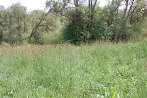 02 Pohľad na vlhšiu časť lokality I.