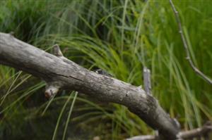 samec L. pectoralis
