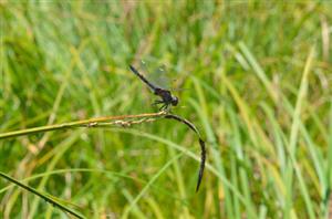 samec L. pectoralis