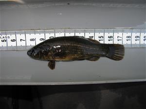 Umbra krameri