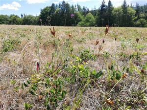 02 Pohľad do porastu