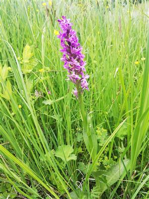 03 Dactylorhiza majalis